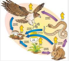 Preg. 5736 – porque tanta crueldad entre animales
